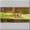 Larinioides cornutus - Schilfradspinne m01.jpg